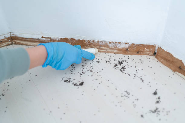 Best Flea Control Services  in Waterloo, NE